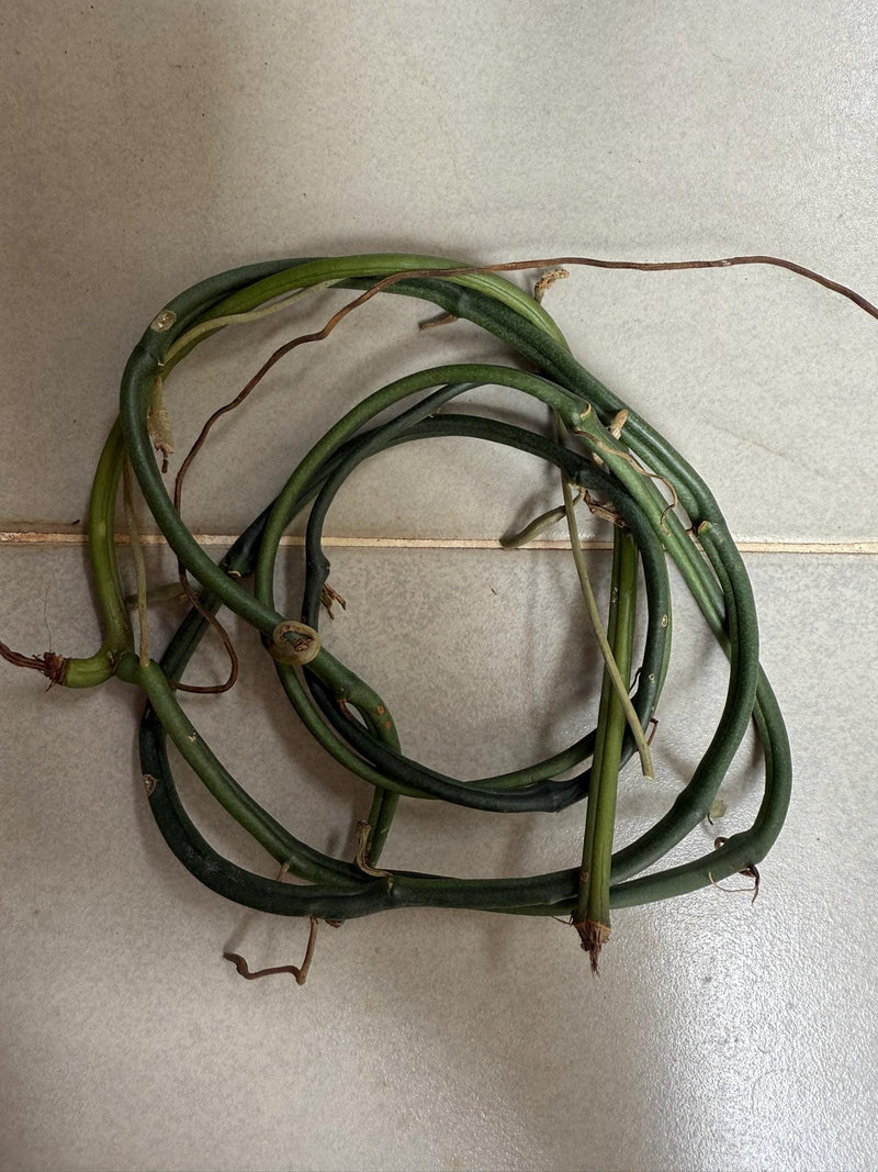 Vanilla Orchid Plant Collection: Vanilla aphylla - Home & Garden Decor