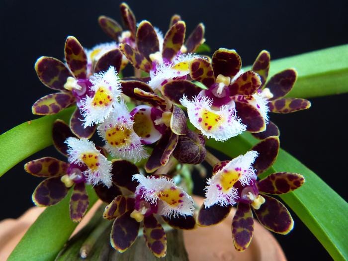 Gastrochilus bellinus Orchid Plant: Miniature Climbing Orchid, Botanic Decor