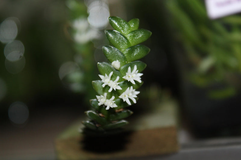 Microsaccus griffithii Orchid - Miniature Epiphyte - Mounted Bloom Size