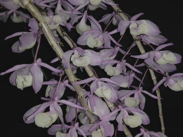 Orchid Dendrobium primulinum 1 plant fragrant orchid flower