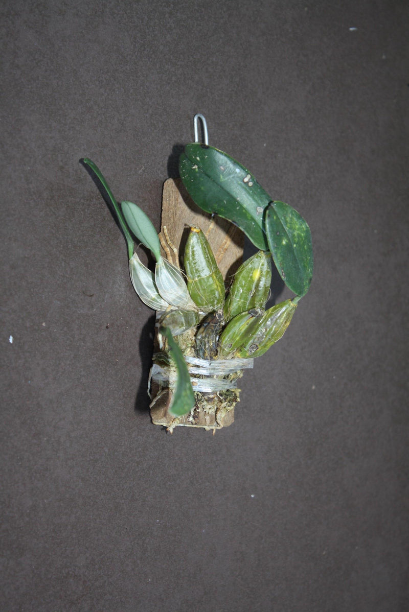 Orchid Dendrobium jenkinsii 1 plant bloom size orchid collection