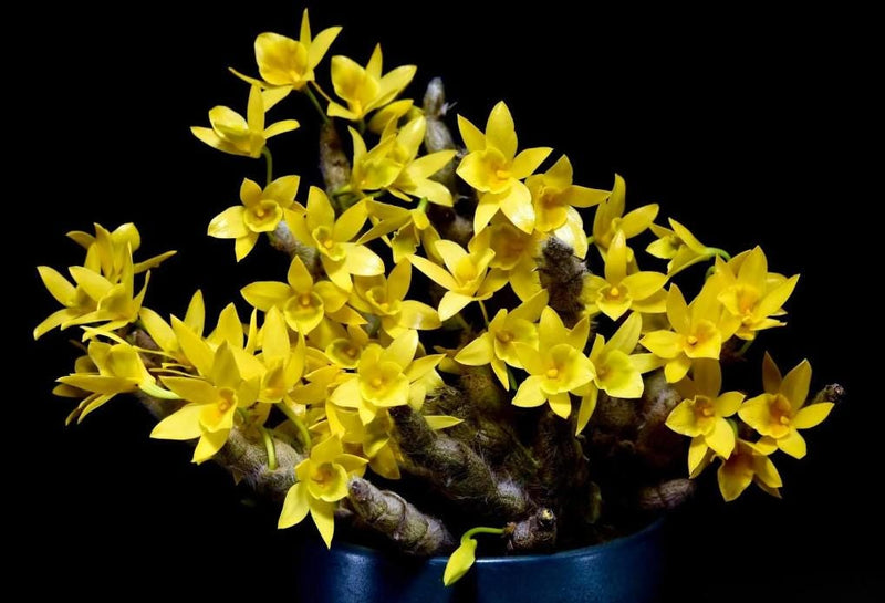 Dendrobium senile Orchid Plant - Home Garden Collection