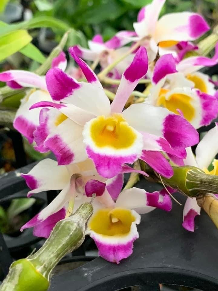 Dendrobium Pendulum Orchid Plant - Fragrant Bloom Size