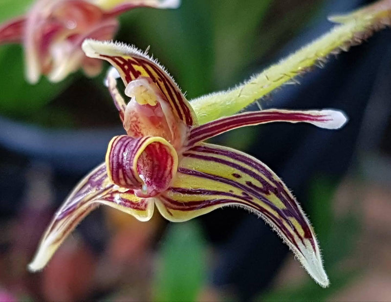 Jewel Orchid Eriodes barbata - Terrestrial Orchid, 2 Bulbs