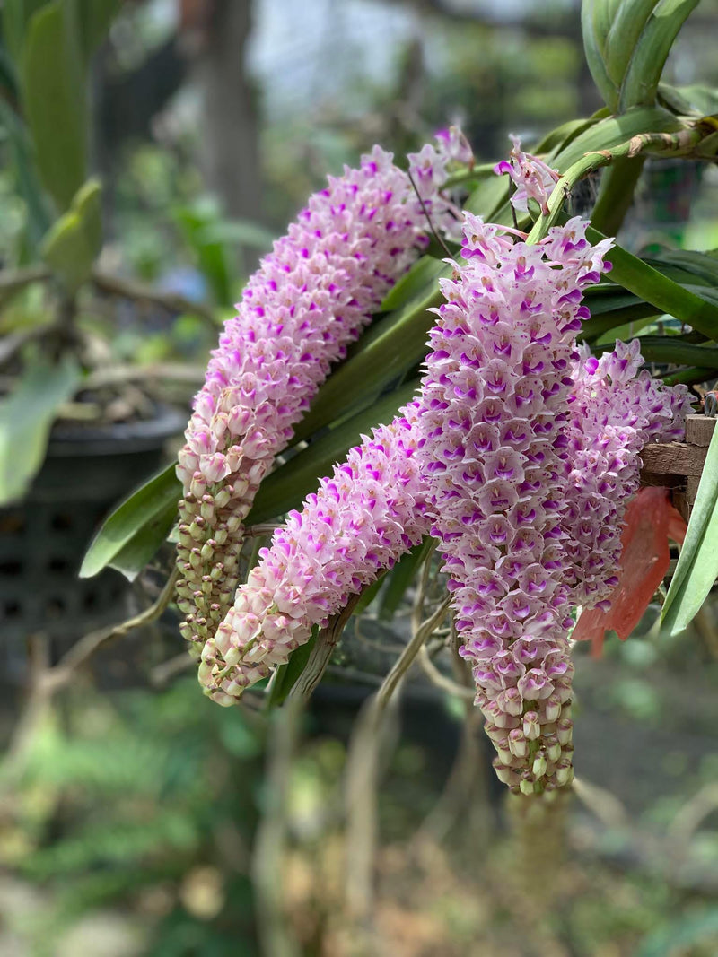 Orchid Rhynchostylis retusa 1 Plant Foxtail Orchid near bloom size