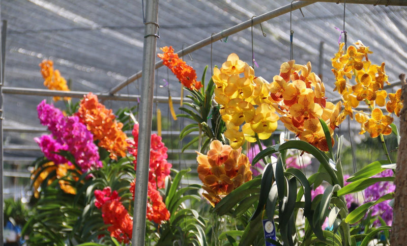 Vanda Orchid Hybrid Seedling: Large Flower Type