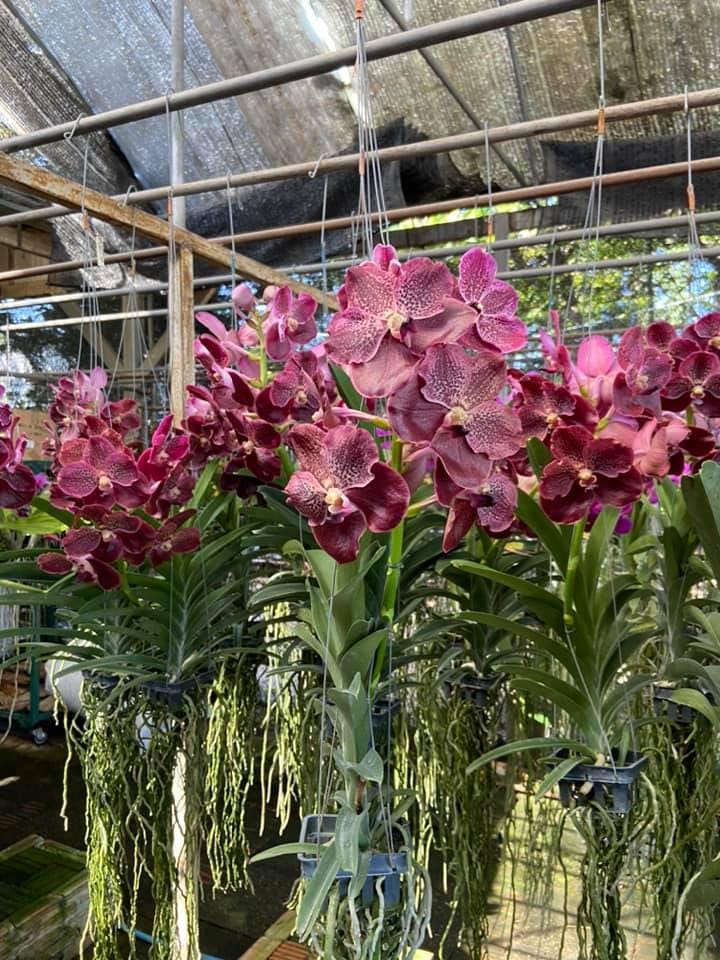 Vanda Orchid Hybrid Seedling: Large Flower Type