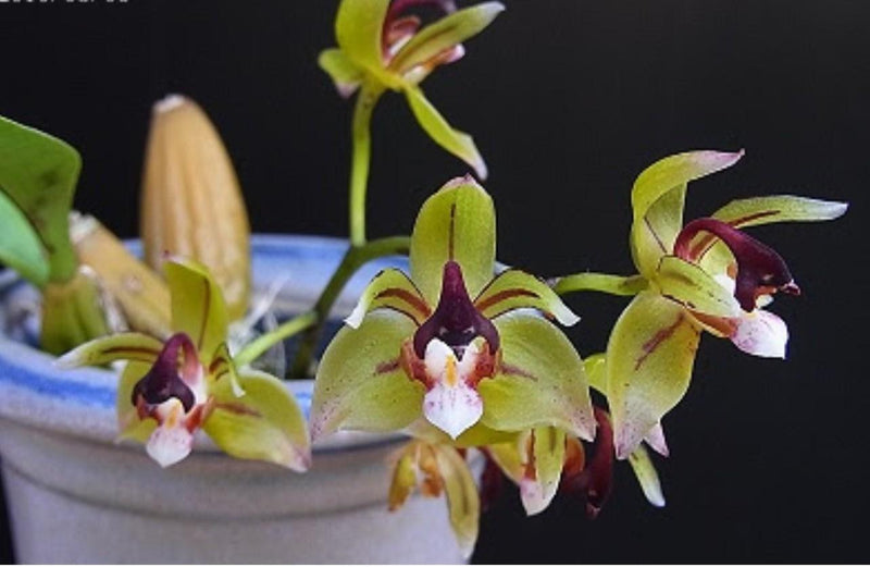 Thecopus maingayi 1 plant Orchidaceae Epiphytic orchid Mini Orchid Collection