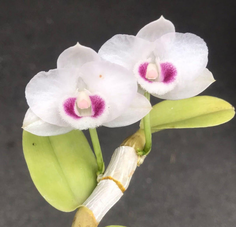 Fragrant Dendrobium parishii 'Summer Snow' Orchid - 1" Pot