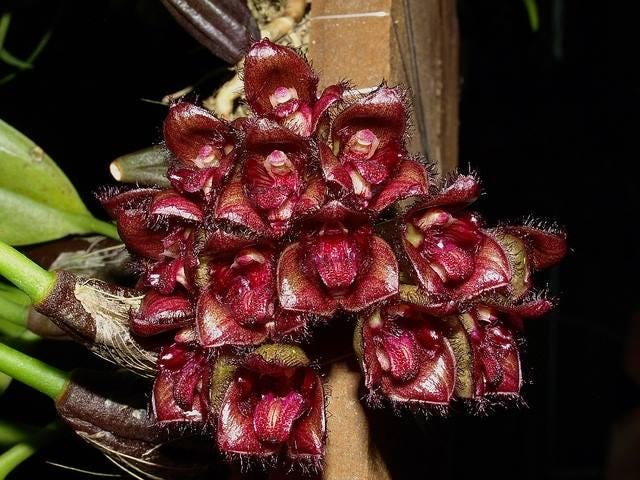 orchid Bulbophyllum sigaldiae (rare orchid) 1 plant bloom size
