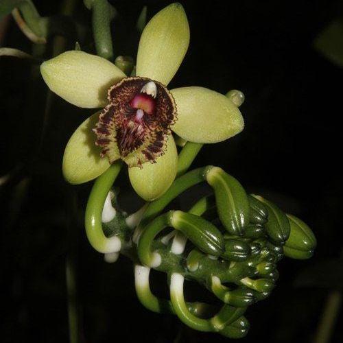 Vanilla cardinalis climbing vine orchid 1 plant collection and home decore 珍しいバニラ蘭 S small size