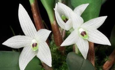 Ceratostylis sp (White flower) 1 plant Tropical Orchid species rare and miniature orchid