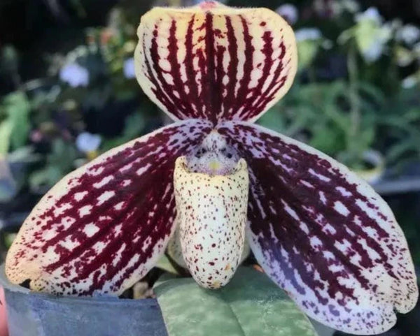 Paphiopedilum myanmaricum