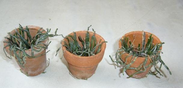 Taeniophyllum obtusum 「葉なしラン」について(英名:Leafless Orchid)miniature orchid collection 1 plant Asian Ghost Orchid