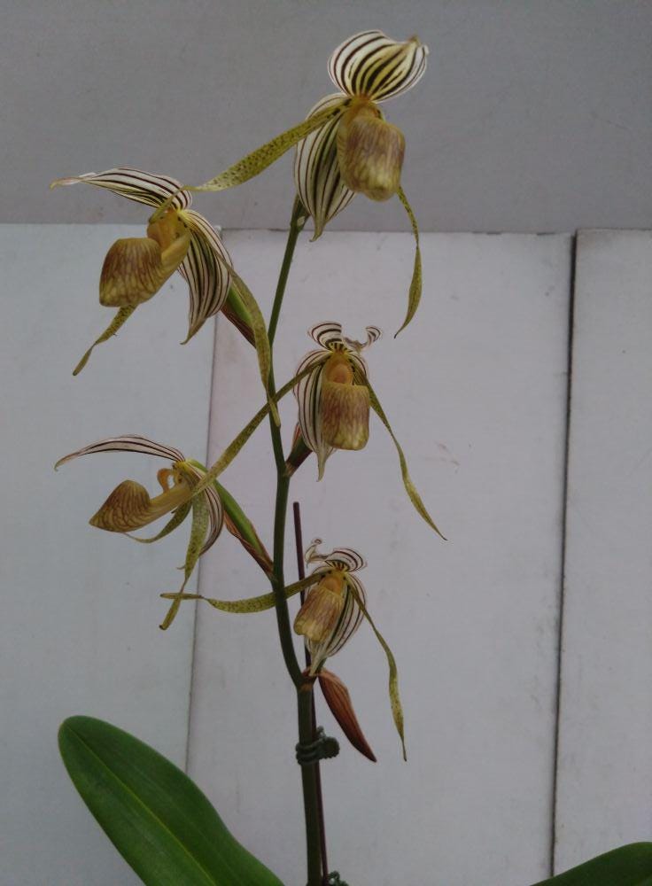Paphiopedilum kolopakingii