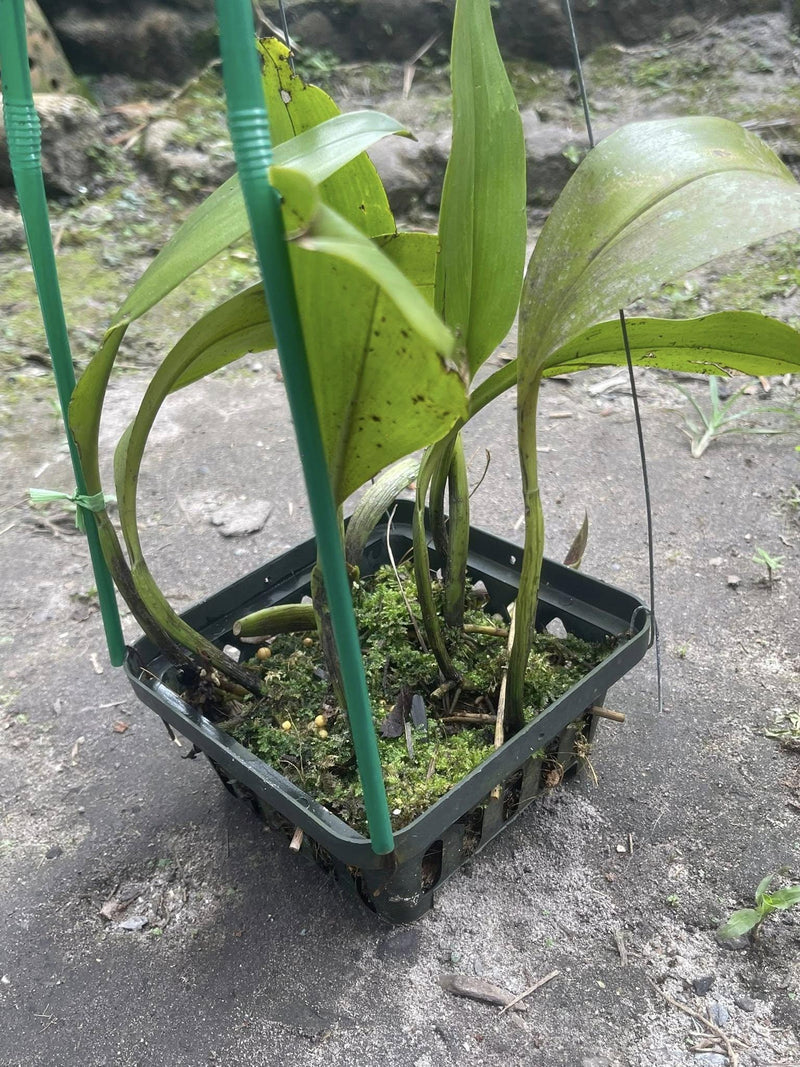 Bulbophyllum ericssonii 'Maximum Exposure'(Bulb. virescens) 1 Plant Orchid