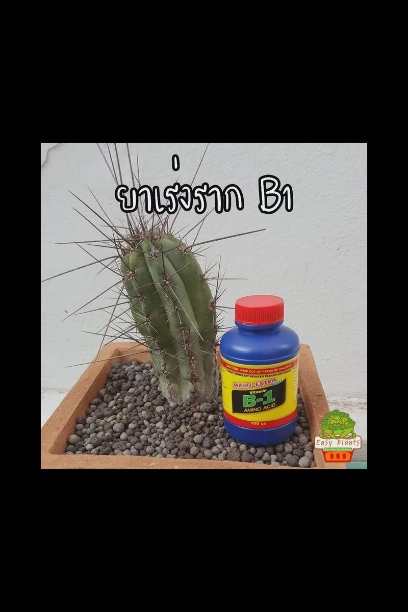 Orchid Rooting Vitamin B1: Plant Root Booster (100 ml.)