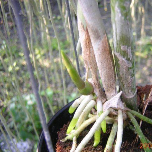 Orchid Rooting Vitamin B1: Plant Root Booster (100 ml.)