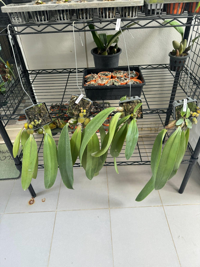 Bulbophyllum phalaenopsis (Papua New Guinea) 1 Plant bloom size , orchid for home & Garden collection