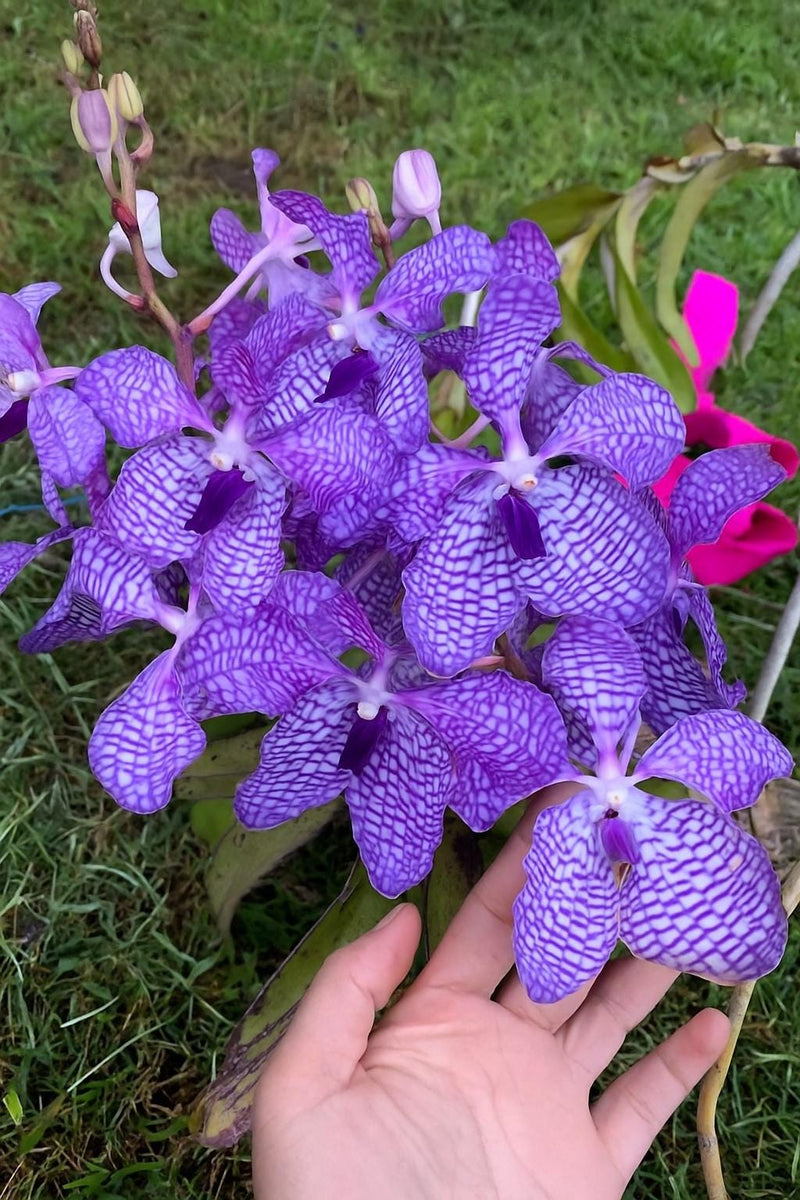 Vanda coerulea 1 plant Blue Vanda orchid Vanda orchid Orchidaceae Epiphytic orchid Orchid species
