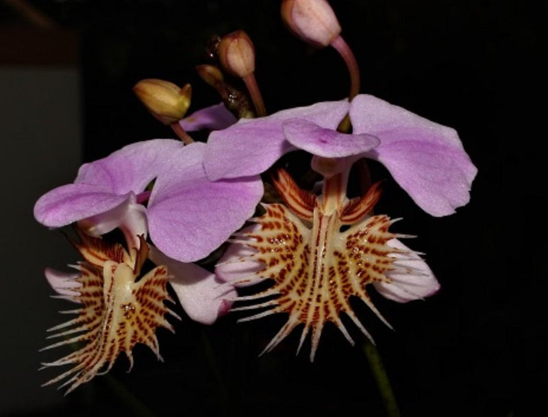 Papilionanthe (Vanda) pedunculata 1 plant Rare Orchid ,Orchidaceae Epiphytic orchid Collection