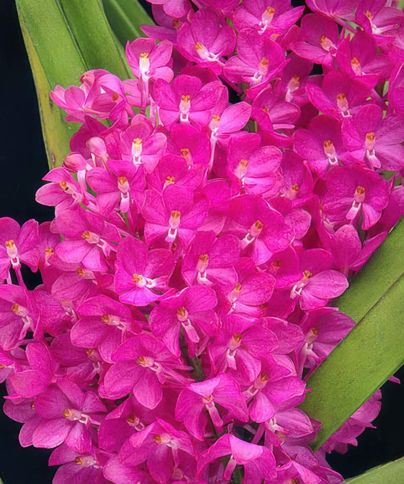 Ascocentrum ampullaceum 1 plant Pink Vanda Orchidaceae Epiphytic orchid Mini Orchid Collection