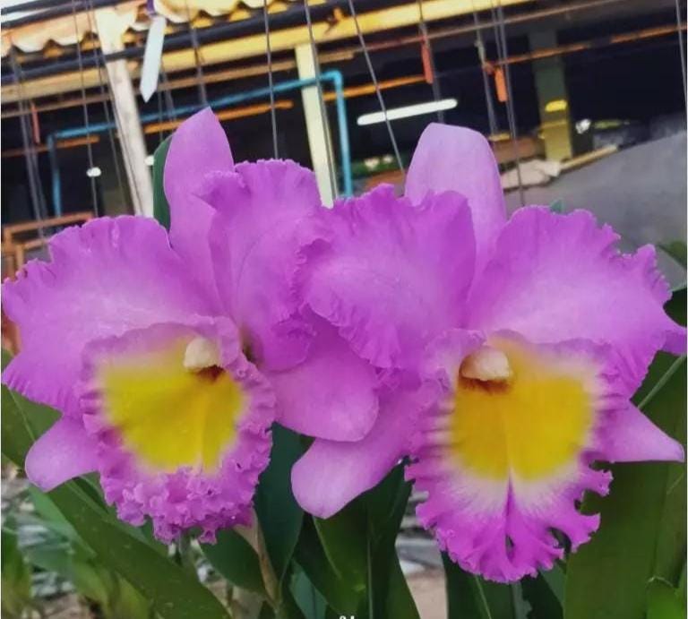 Cattleya (Rlc.) Rungnapa New (Flower Size) 1 plant Cattleya orchid plant for home garden collection