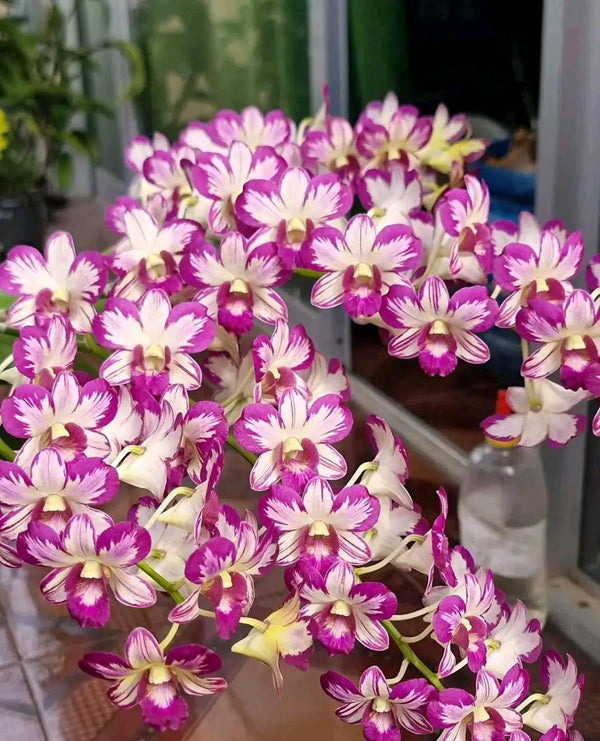 Dendrobium Enobi Mickey Mouse Orchid - Pink Bloom, 1" Pot