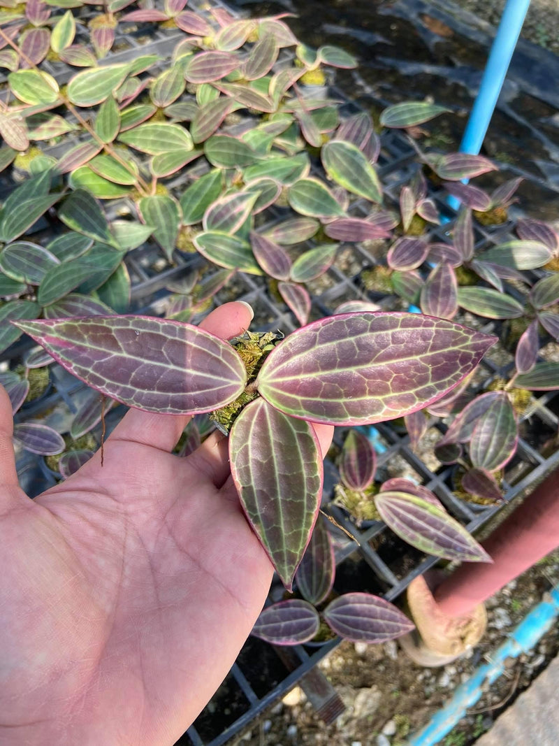 Hoya Latifolia 'Pink Variegata' - Tropical Fragrant Vining Plant