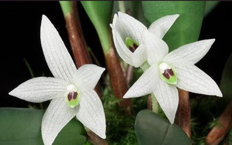 Ceratostylis sp (White flower) 1 plant Tropical Orchid species rare and miniature orchid