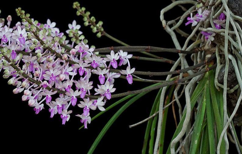 Seidenfadenia mitrata Orchid Plant: Pink Bloom, Easy Grow