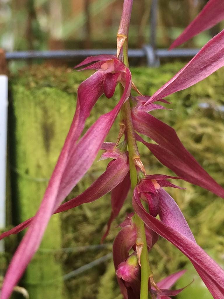 Bulbophyllum kanburiense (Pink) 1 Plant bloom size , orchid for home & Garden collection