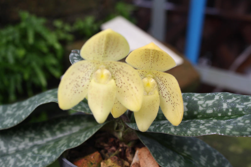 Paphiopedilum concolor