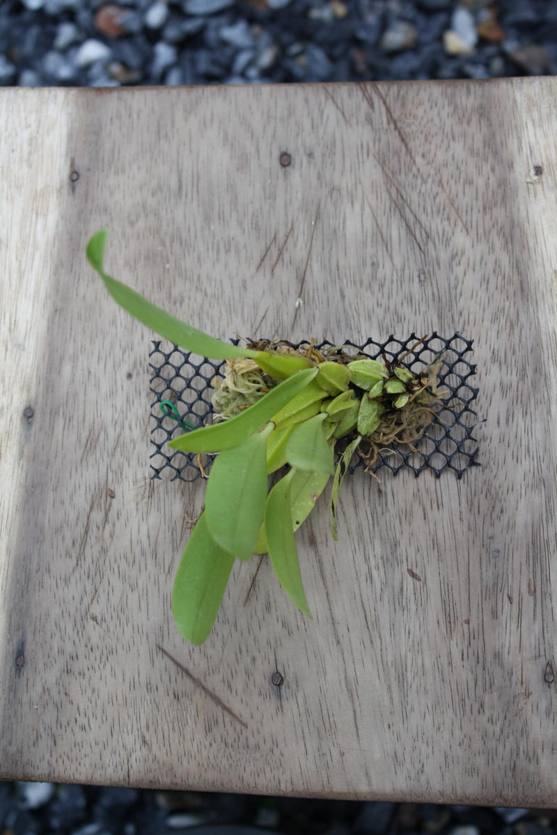 Bulbophyllum Biflorum Orchid Plant: Rare Species Collection