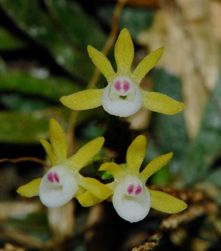 Taeniophyllum obtusum 「葉なしラン」について(英名:Leafless Orchid)miniature orchid collection 1 plant Asian Ghost Orchid
