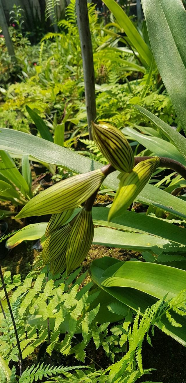 Paphiopedilum kolopakingii