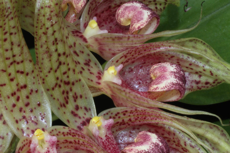 Bulbophyllum ericssonii 'Maximum Exposure'(Bulb. virescens) 1 Plant Orchid
