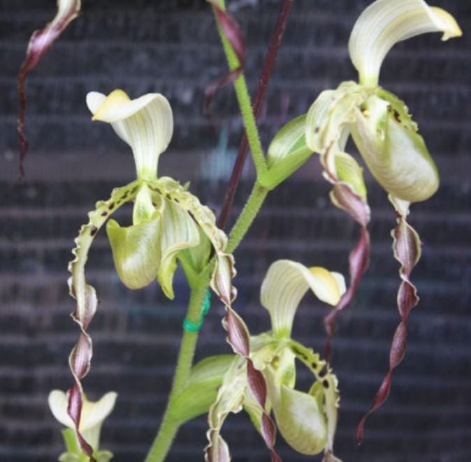 Paphiopedilum parishii