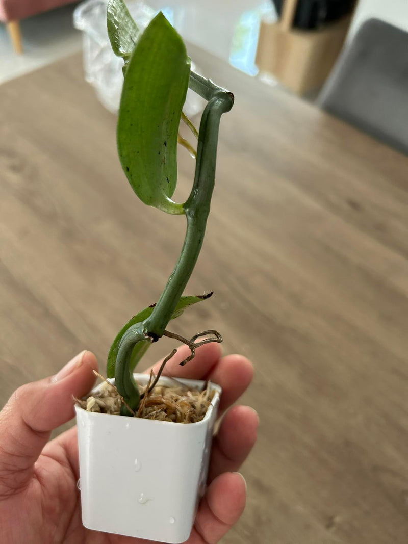 Vanilla cardinalis climbing vine orchid 1 plant collection and home decore 珍しいバニラ蘭 S small size