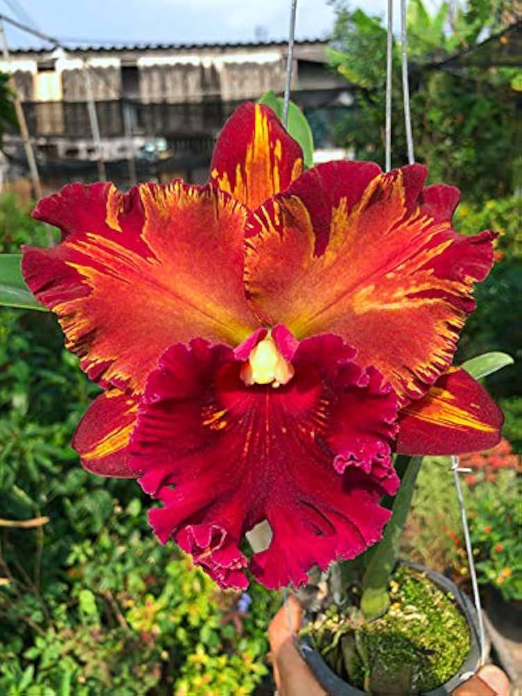 Cattleya (Rlc.) Hey Song Flame Dance (Flower Size) 1 plant Cattleya orchid plant for home garden collection