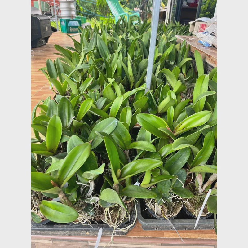Cattleya (Rlc.) Hey Song Flame Dance (Flower Size) 1 plant Cattleya orchid plant for home garden collection