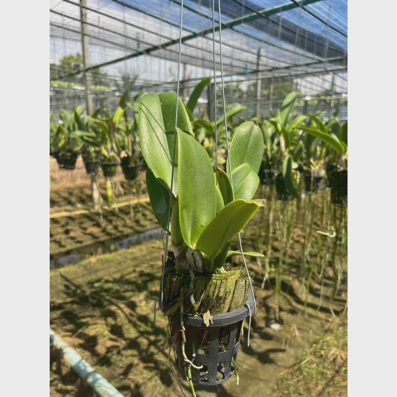 Cattleya (Rlc.) Rungnapa New (Flower Size) 1 plant Cattleya orchid plant for home garden collection
