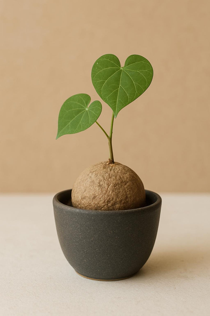 Stephania Erecta Caudex Plant – Rare Indoor Succulent, Exotic Bonsai Style, Low Maintenance Houseplant