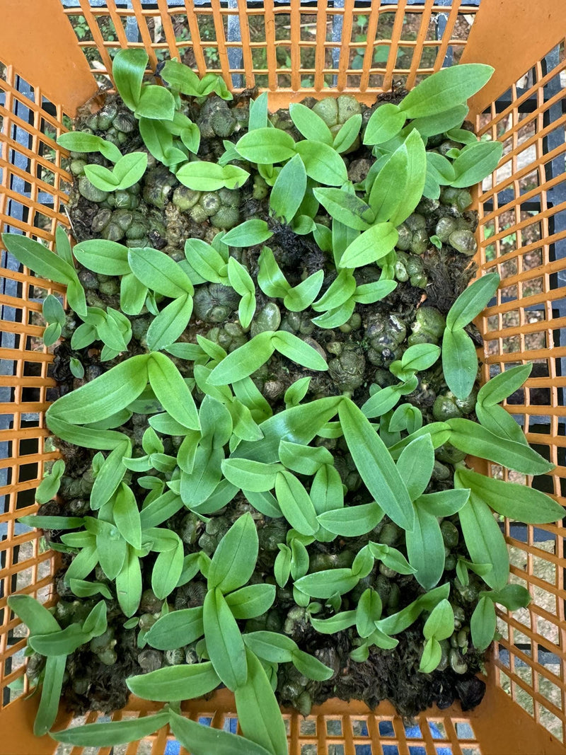 Miniature Porpax thaithongiae Orchid: Rare Thai Terrarium Orchid
