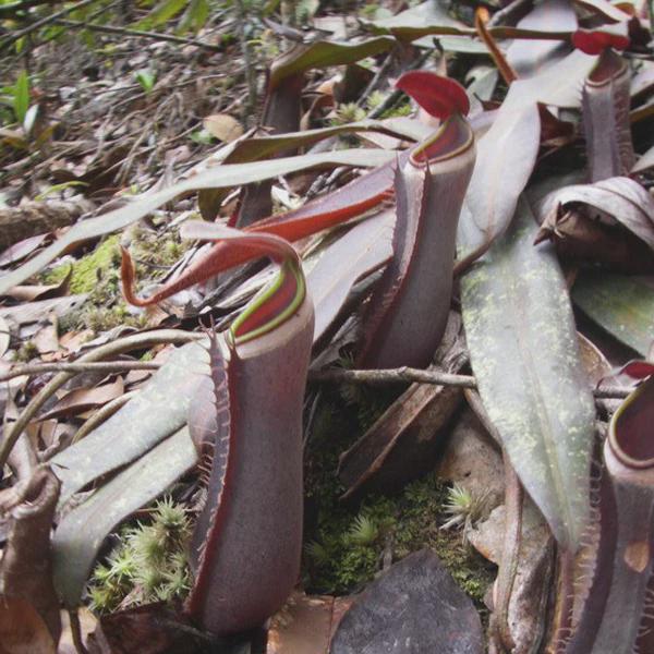 Rare Nepenthes albomarginata: Tropical Pitcher Plant