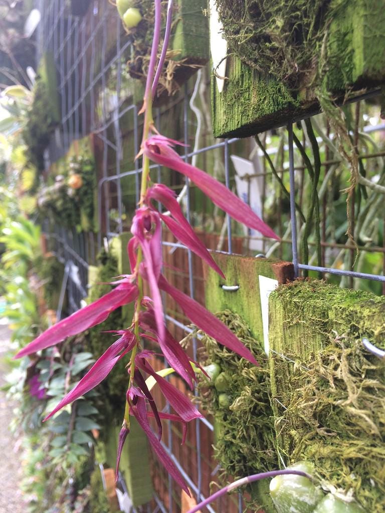 Bulbophyllum kanburiense (Pink) 1 Plant bloom size , orchid for home & Garden collection