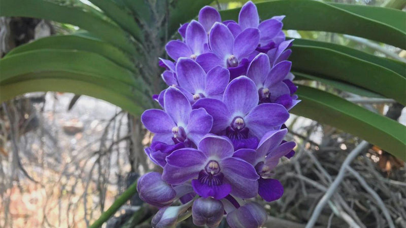 Rhynchostylis gigantea BLUE Orchid - Foxtail Orchid - Fragrant Epiphyte