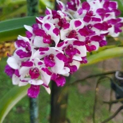 Rhynchostylis gigantea Cartoon (Select Pink/white) Foxtail Orchid, Aerides 2 Plant