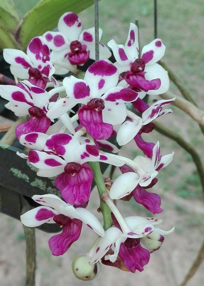 Rhynchostylis gigantea Cartoon (Select Pink/white) Foxtail Orchid, Aerides 2 Plant