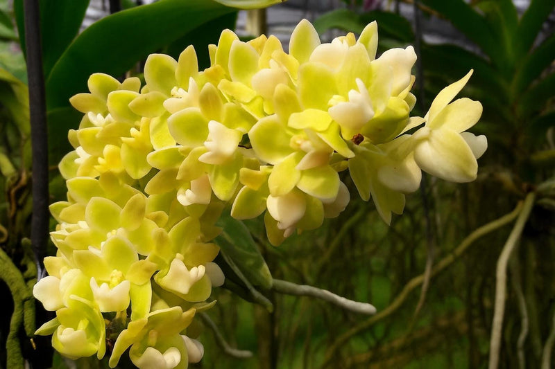 Yellow Foxtail Orchid (Rhynchostylis gigantea): Air Plant, 2 Seedlings